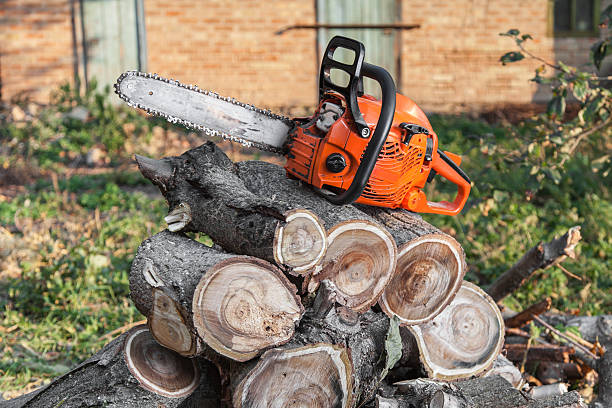 Professional Tree Service in Fox Chase, PA